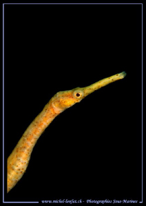Pipefish in the water's of Lembeh Strait. by Michel Lonfat 